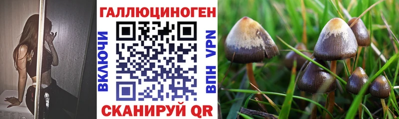 Галлюциногенные грибы Psilocybe  даркнет сайт  Звенигород 